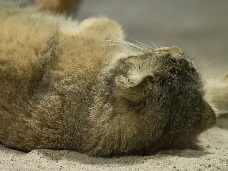 恩賜上野動物園のプリームラの写真