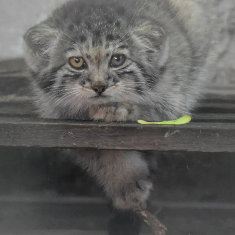 ブダペスト動物園＆植物園のボリス Ⅱの写真