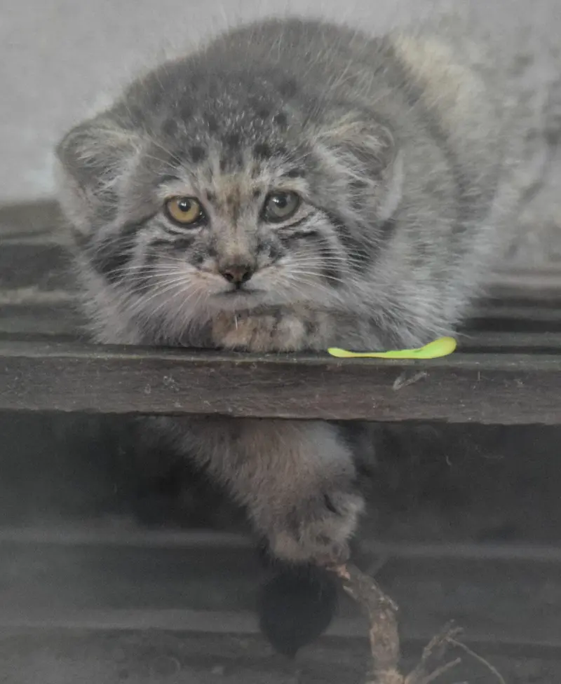ブダペスト動物園・植物園のボリス Ⅱの写真