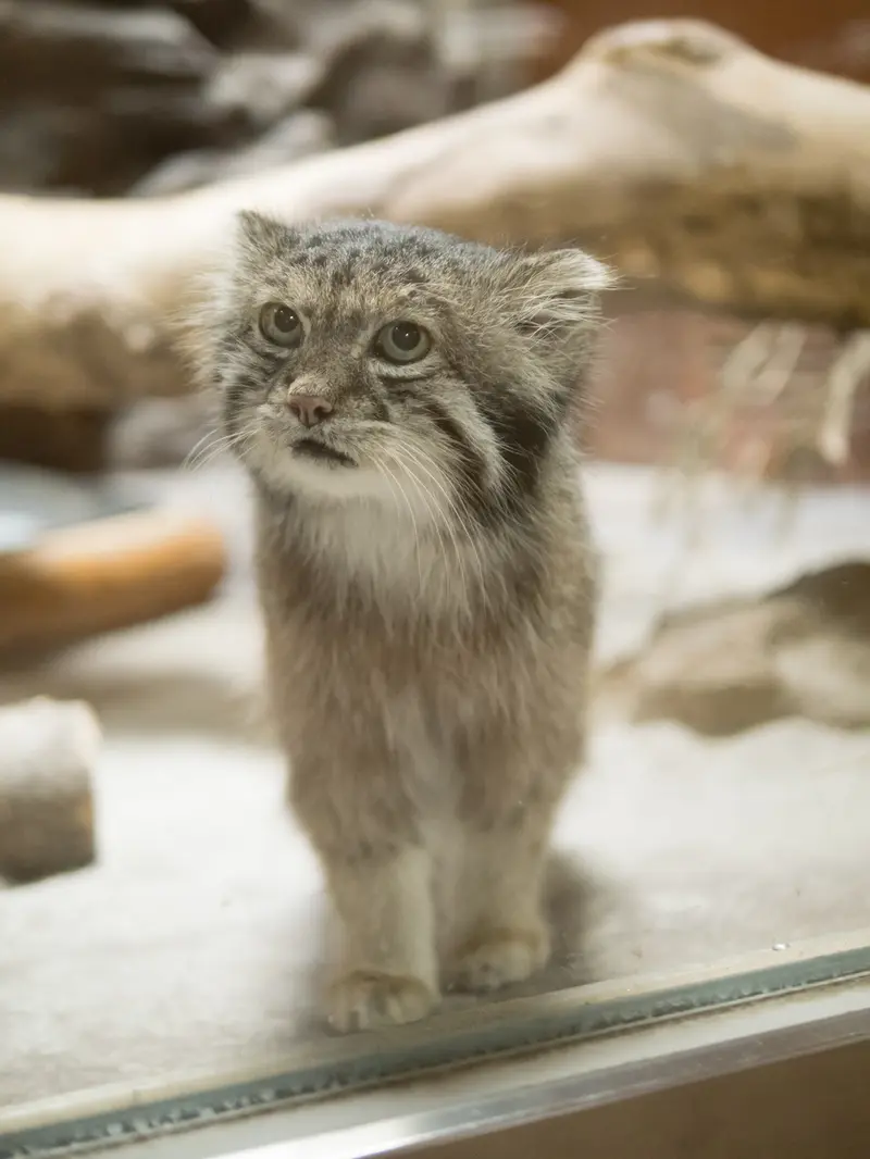 恩賜上野動物園のクリョンの写真