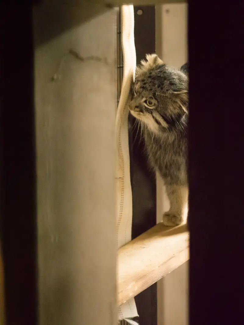 野毛山動物園のフィーガの写真