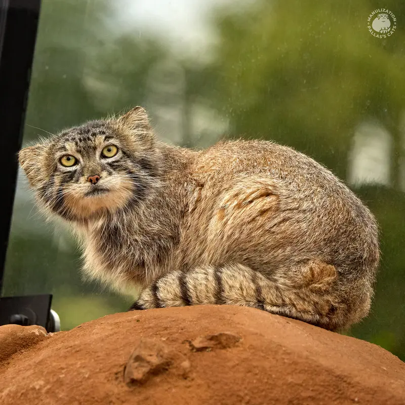 プラハ動物園のスパイの写真