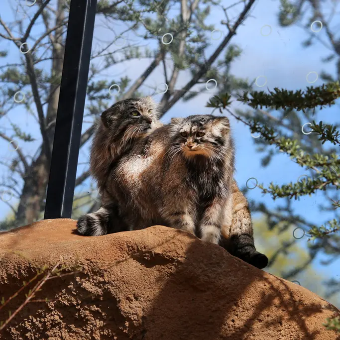 プラハ動物園のプリンセッサとスパイの写真