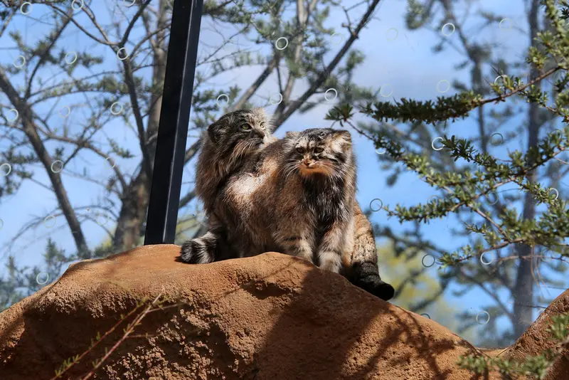 プラハ動物園のプリンセッサとスパイの写真