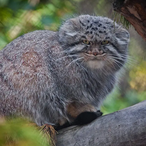 ノヴォシビルスク動物園のディマの写真