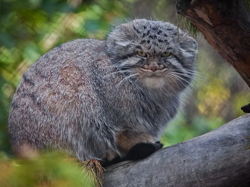 ノヴォシビルスク動物園のディマの写真