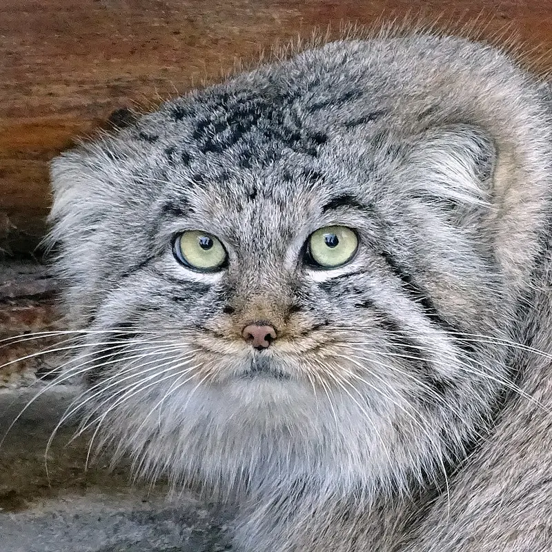 リガ動物園のマヌルネコのビョルン