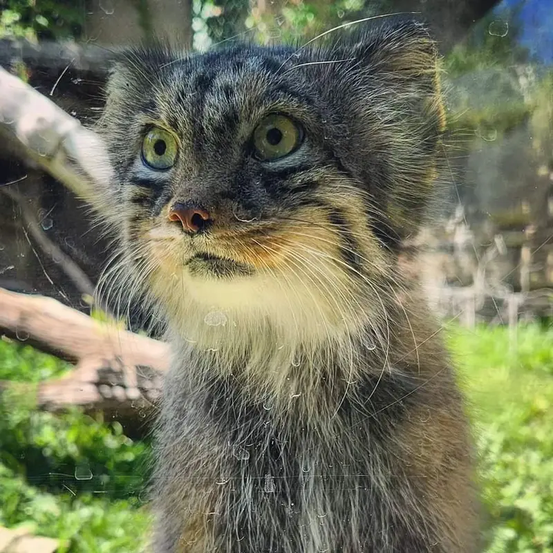 ユタズ・ホグル動物園のマヌルネコのハル