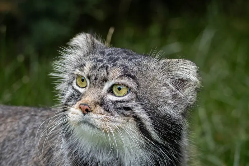 モスクワ動物園のティモフェイの写真