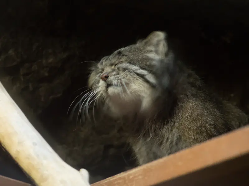 恩賜上野動物園のクリョンの写真