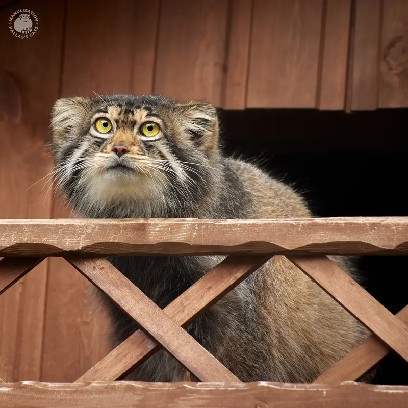 イジェフスク動物園（ウドムルト動物園）のアルタイの写真