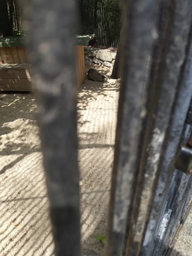 ノヴォシビルスク動物園のマヌルネコの写真