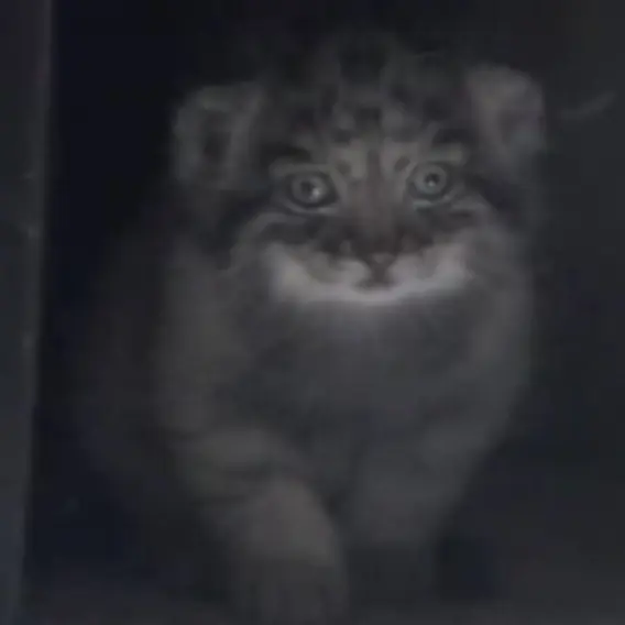 恩賜上野動物園のセバスチャンの写真