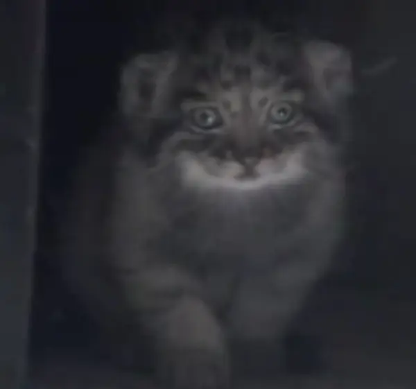 恩賜上野動物園のセバスチャンの写真