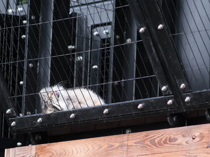 旭山動物園のグルーシャの写真