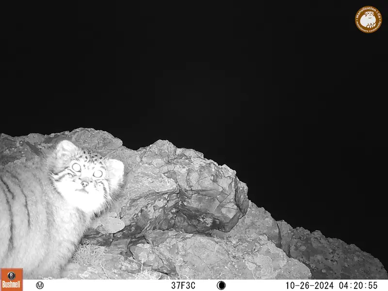 ベッショキー1カメラトラップで撮影したOtocolobus manul manulの写真
