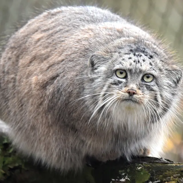 ブルノ動物園のローザの写真