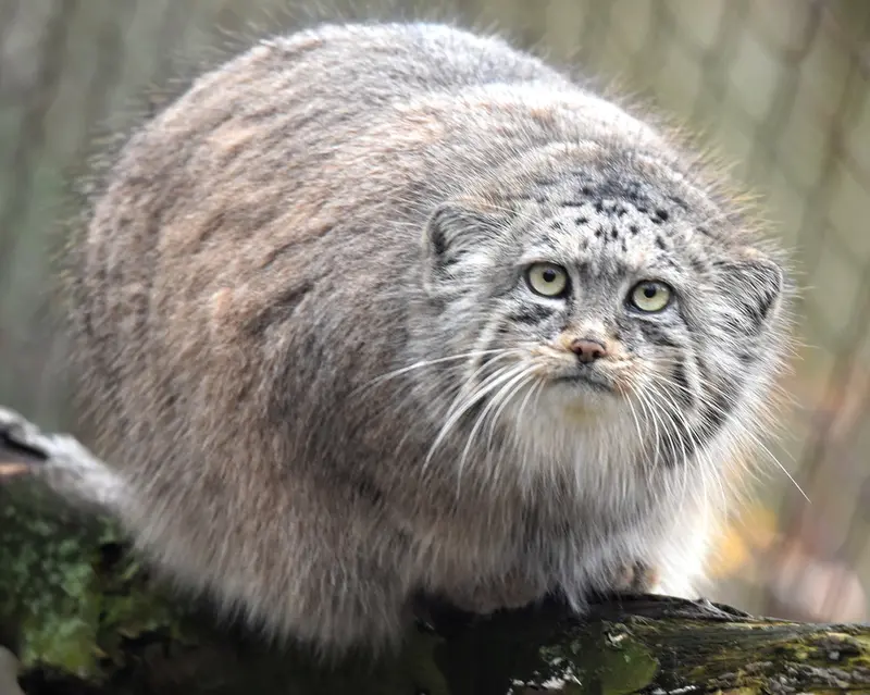ブルノ動物園のローザの写真