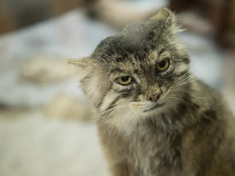 恩賜上野動物園のプリームラの写真