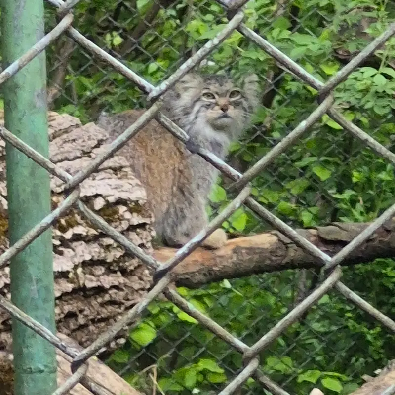 ヘラブルン動物園のプルシの写真