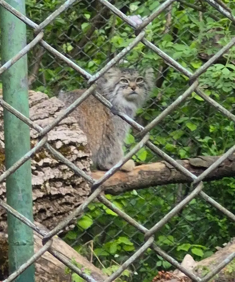 ヘラブルン動物園のプルシの写真