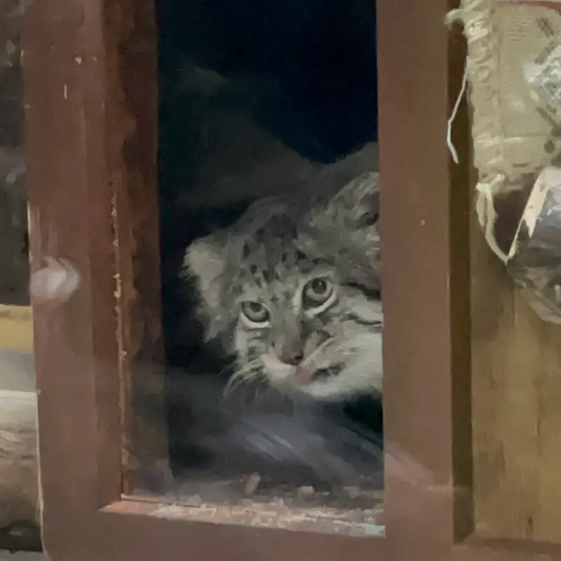 恩賜上野動物園のクリョンの写真