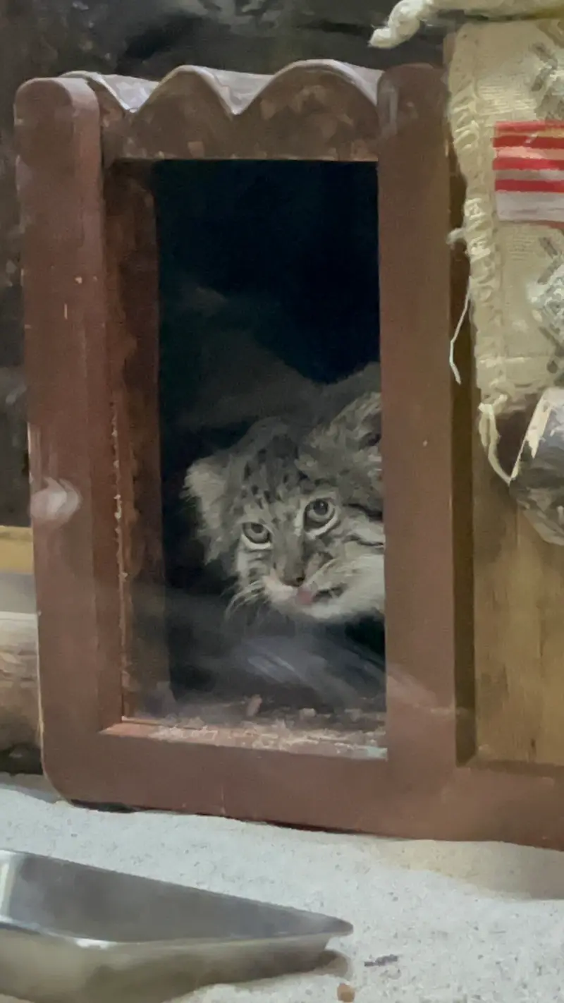恩賜上野動物園のクリョンの写真