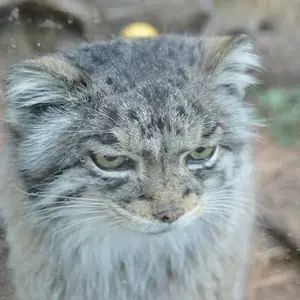 シャイアン・マウンテン動物園のナディアの写真