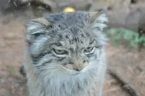 シャイアン・マウンテン動物園のナディアの写真