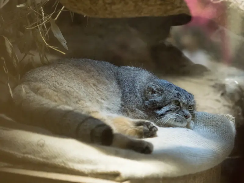 恩賜上野動物園のクリョンの写真
