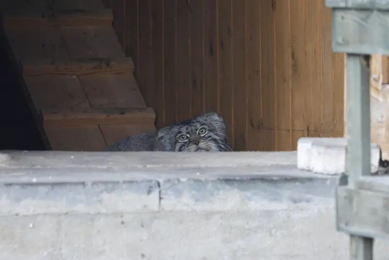 モスクワ動物園のティモフェイの写真
