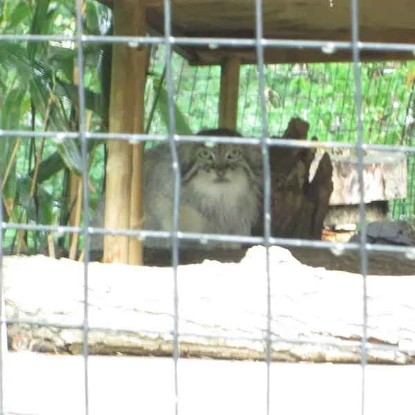 スミソニアン国立動物園のマヌルネコの写真
