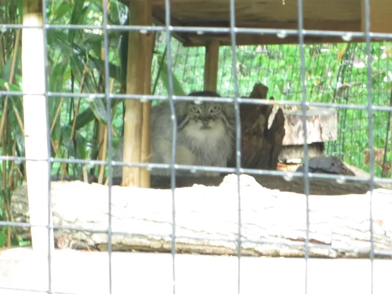 スミソニアン国立動物園のマヌルネコの写真