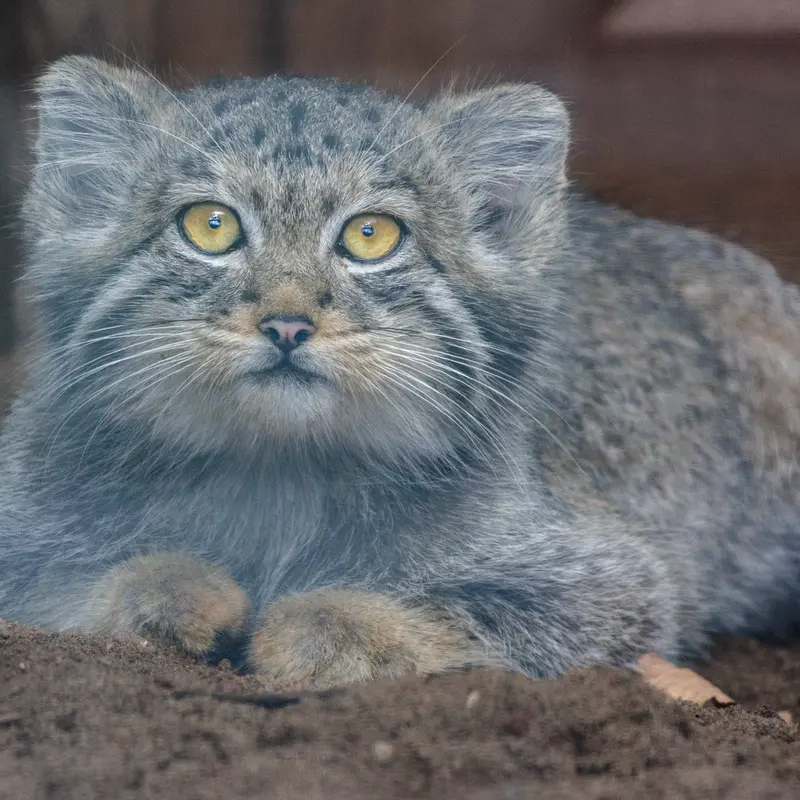 レニングラード動物園のアクサの写真