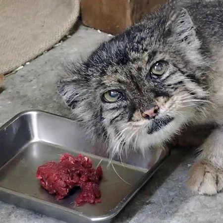 恩賜上野動物園のユスの写真