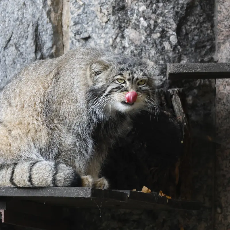 モスクワ動物園のティモフェイの写真