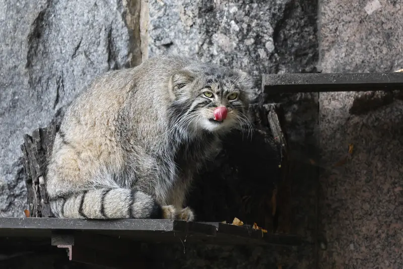 モスクワ動物園のティモフェイの写真