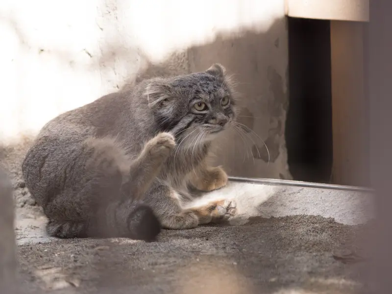 野毛山動物園のフィーガの写真