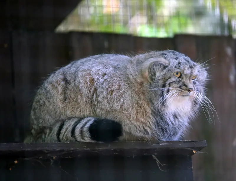 コシツェ動物園のアラニの子（2026年生まれ）Ⅱの写真