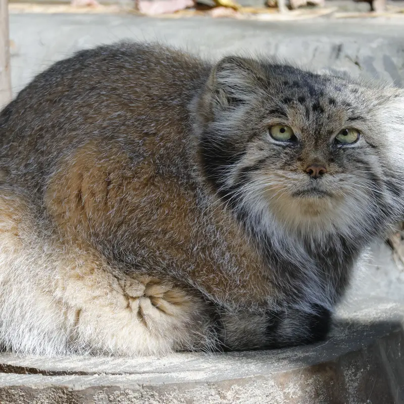 ノヴォシビルスク動物園のラストチカの写真