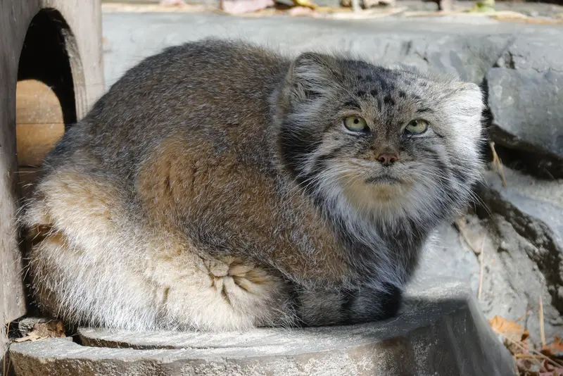 ノヴォシビルスク動物園のラストチカの写真