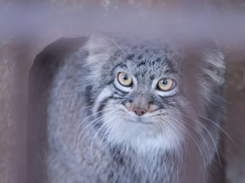 野毛山動物園のフィーガの写真