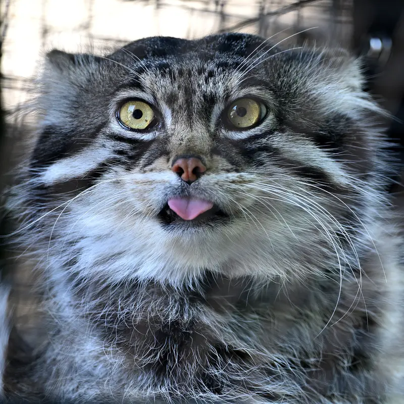 旭山動物園のグルーシャの写真
