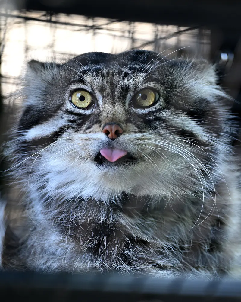 旭山動物園のグルーシャの写真