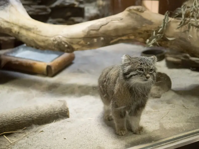 恩賜上野動物園のクリョンの写真