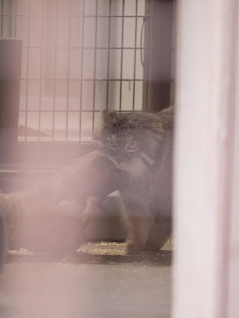 野毛山動物園のフィーガの写真