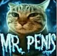 マヌルネコの写真