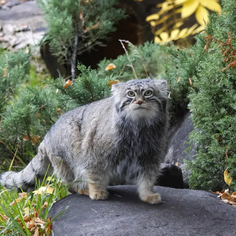 モスクワ動物園のティモフェイの写真