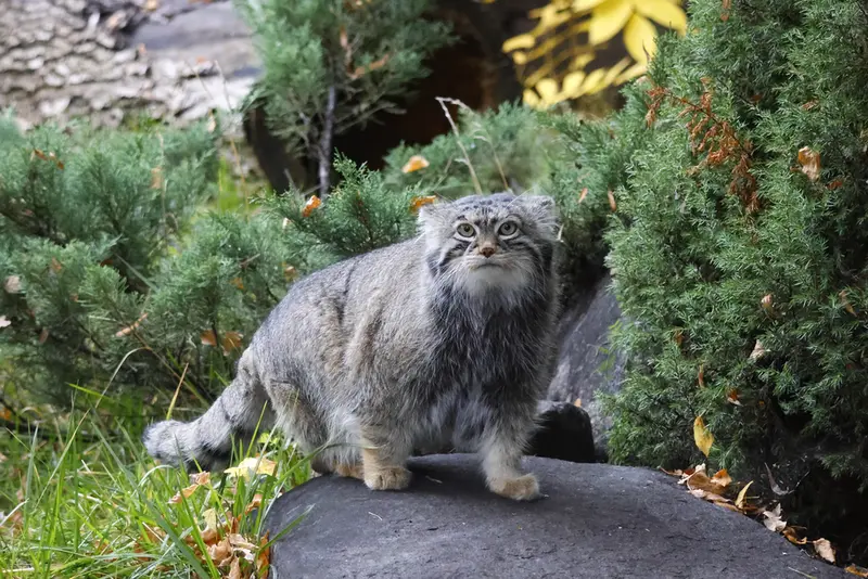 モスクワ動物園のティモフェイの写真