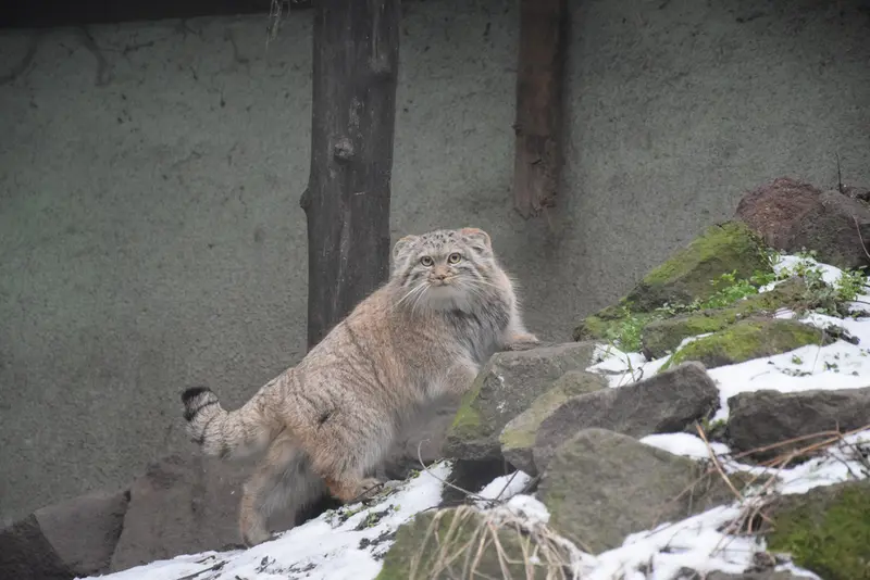 ブダペスト動物園＆植物園のルーシーの写真